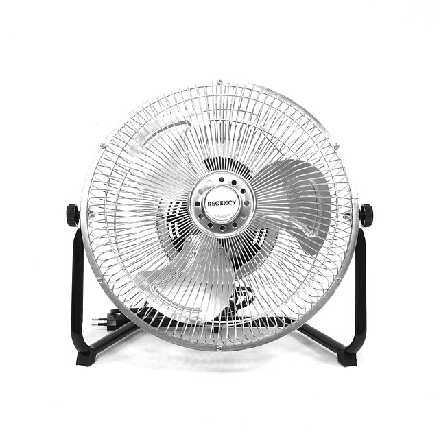 fans