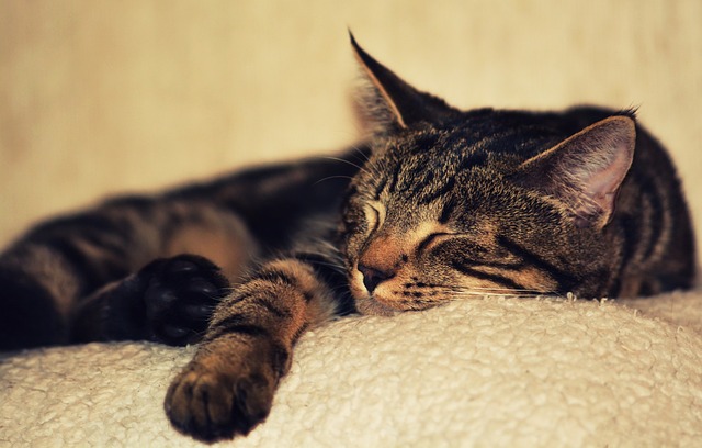dreaming