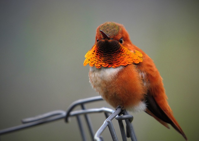 male